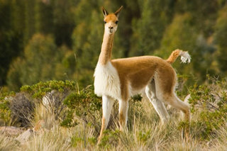 Vicuna.jpg